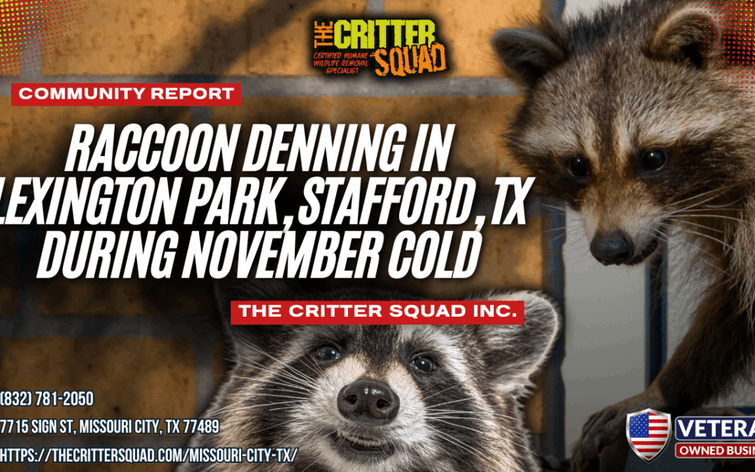 Raccoon Denning in Lexington Park, Stafford, TX During November Cold