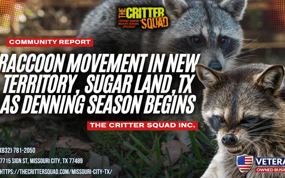 Raccoon Movement in New Territory, Sugar Land, Texas as Denning Season Begins