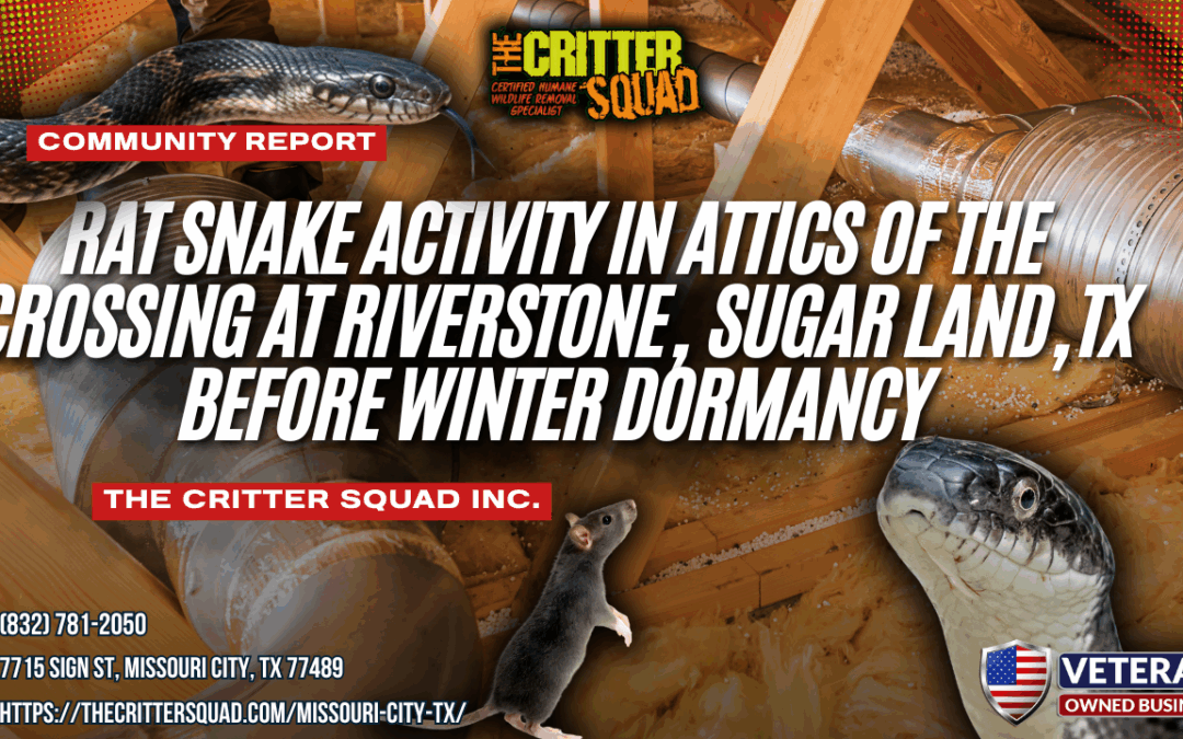 Rat Snake Activity in Attics of The Crossing at Riverstone, Sugar Land, Texas Before Winter Dormancy
