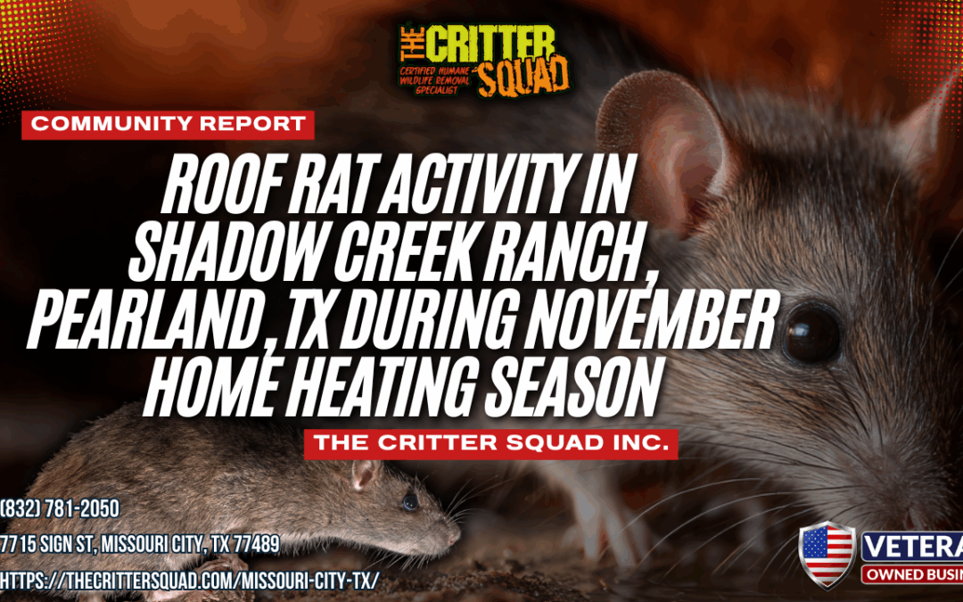 Roof Rat Activity in Shadow Creek Ranch, Pearland, TX During November Home Heating Season