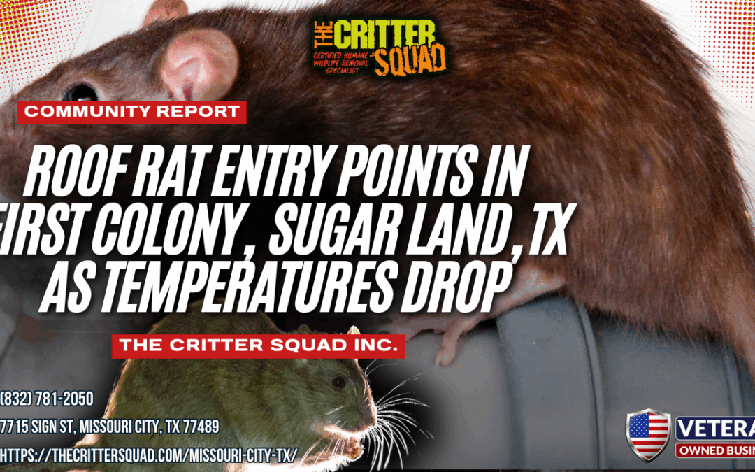 Roof Rat Entry Points in First Colony, Sugar Land, Texas as Temperatures Drop