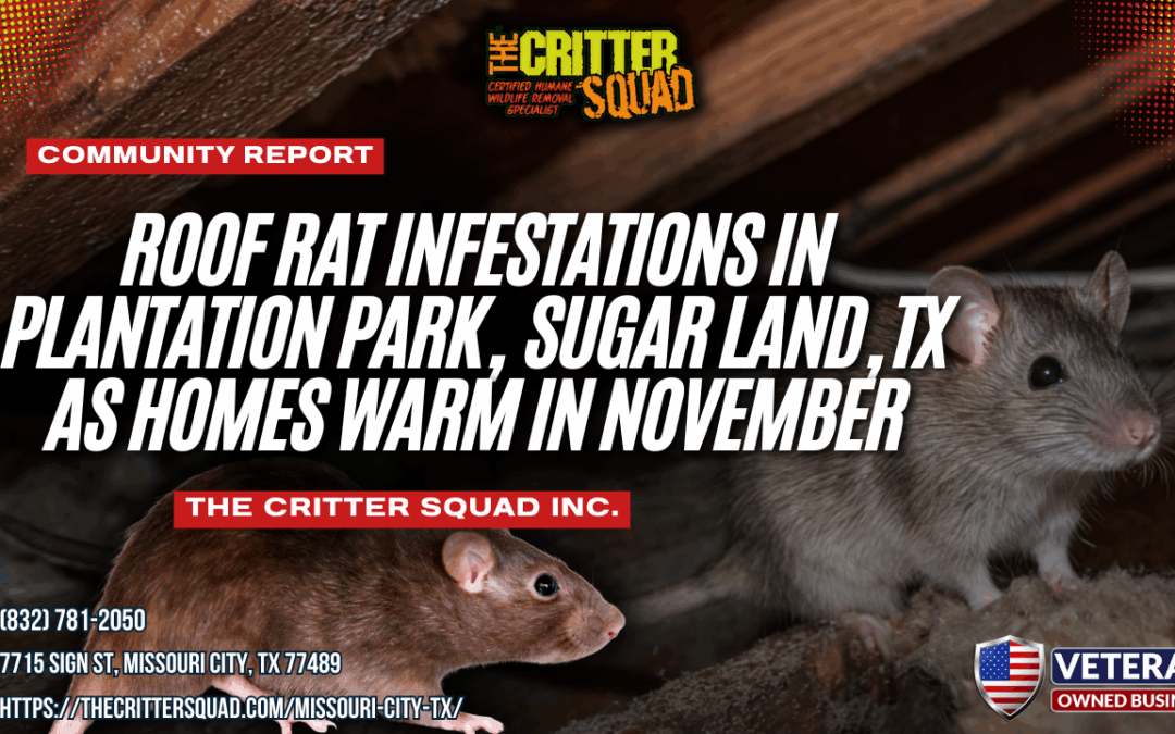Roof Rat Infestations in Plantation Park, Sugar Land, Texas as Homes Warm in November
