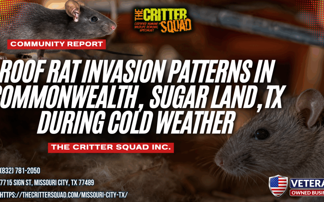 Roof Rat Invasion Patterns in Commonwealth, Sugar Land, Texas During Cold Weather