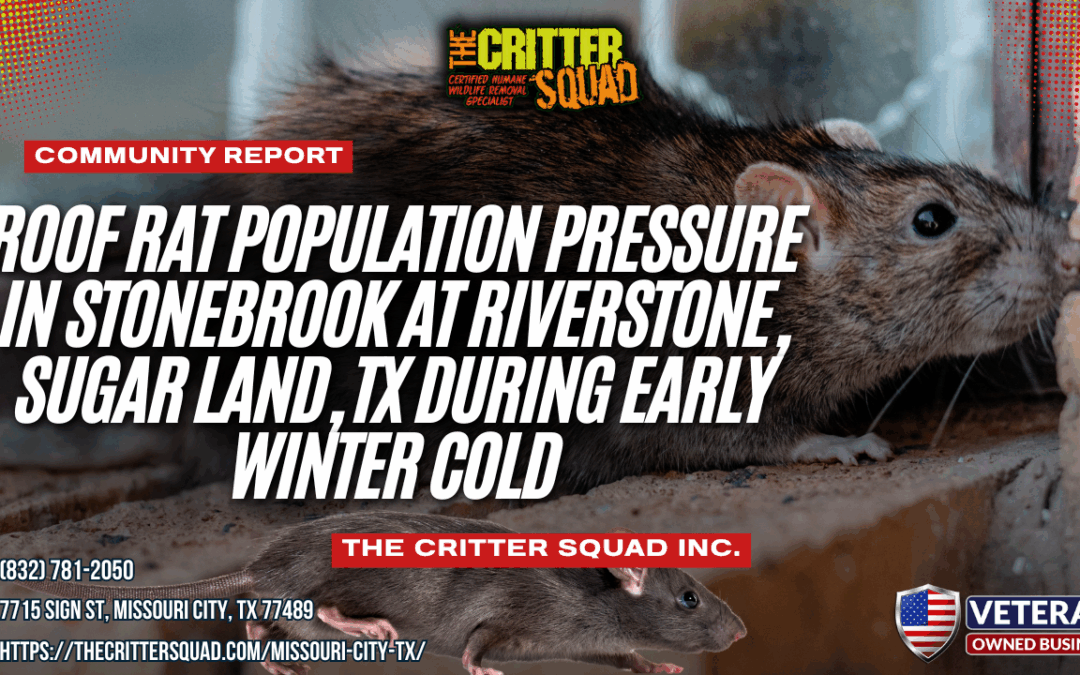 Roof Rat Population Pressure in Stonebrook at Riverstone, Sugar Land, Texas During Early Winter Cold