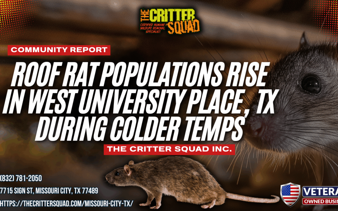 Roof Rat Populations Rise in West University Place, TX During Heating Season