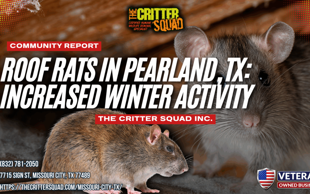 Roof Rats in Pearland, TX: Increased Winter Activity