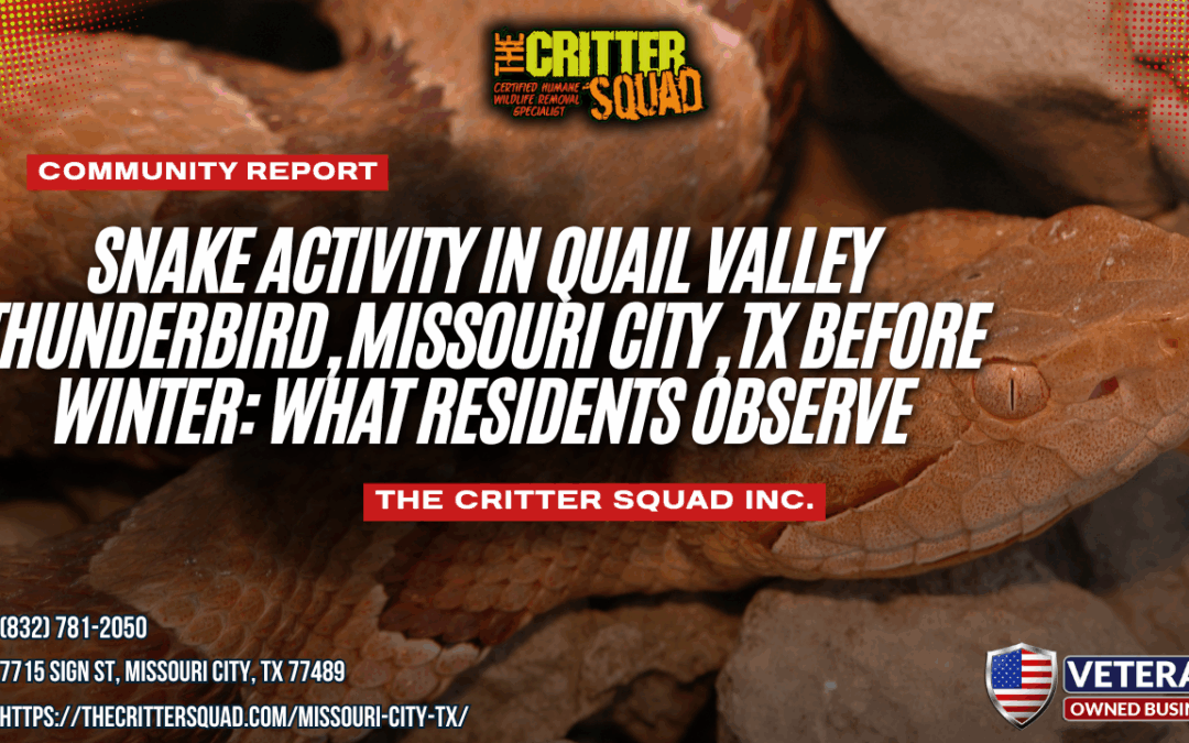Snake Activity in Quail Valley Thunderbird, Missouri City, TX Before Winter: What Residents Observe