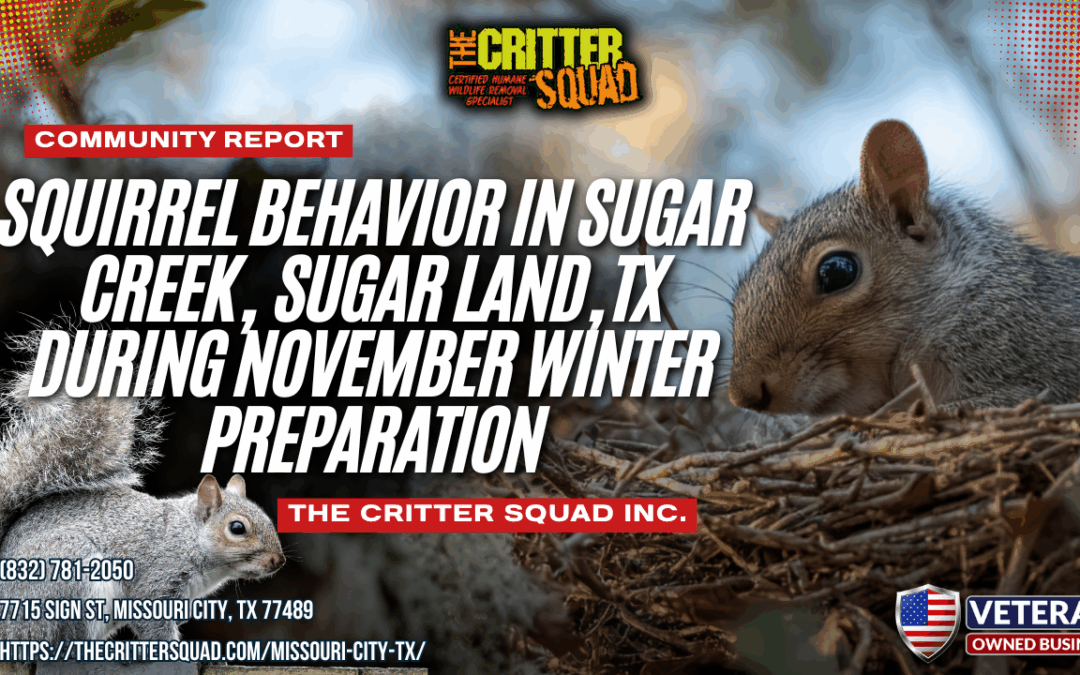 Squirrel Behavior in Sugar Creek, Sugar Land, Texas During November Winter Preparation