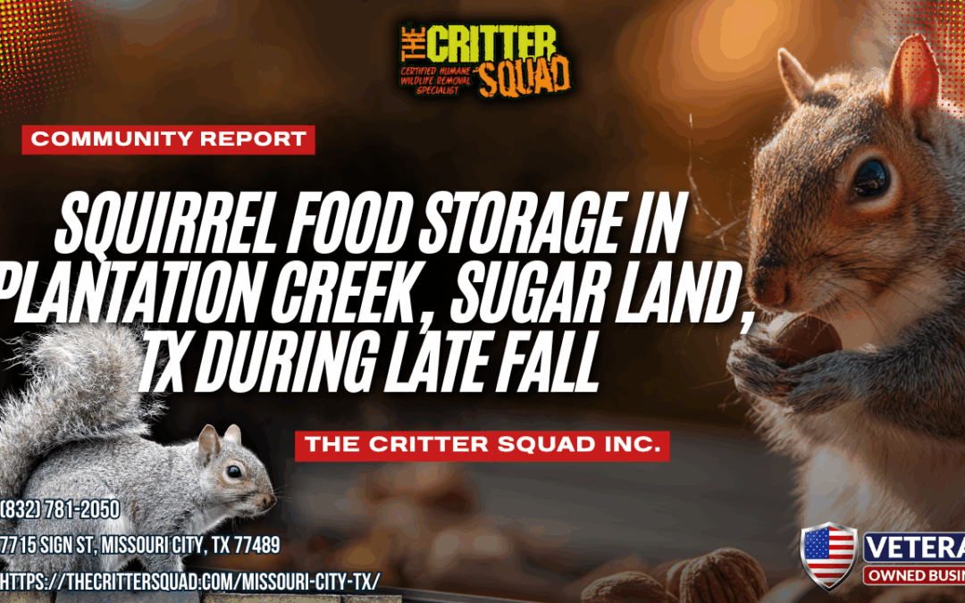 Squirrel Food Storage in Plantation Creek, Sugar Land, Texas During Late Fall