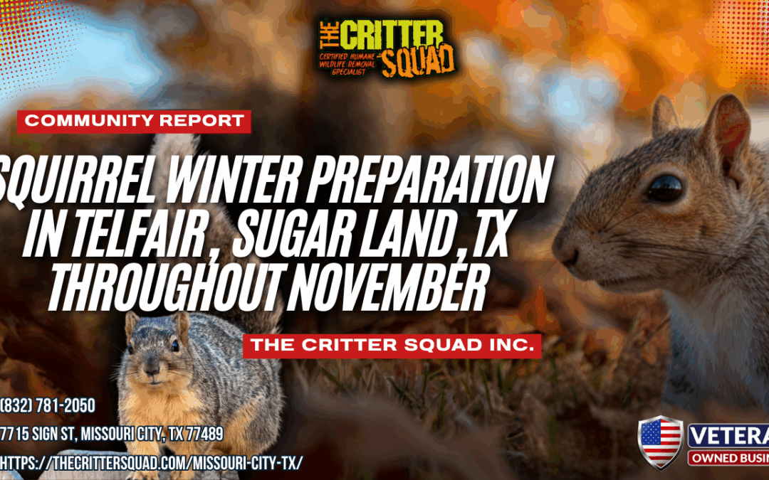 Squirrel Winter Preparation in Telfair, Sugar Land, Texas Throughout November