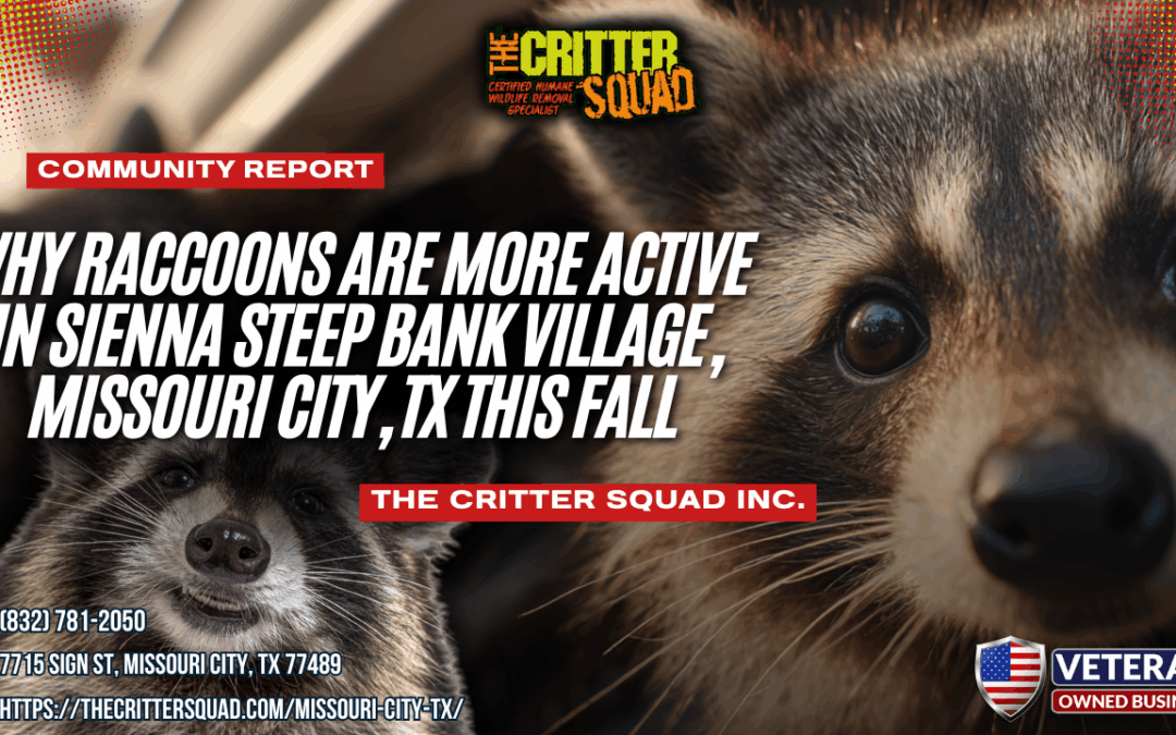 Why Raccoons Are More Active in Sienna Steep Bank Village, Missouri City, TX This Fall