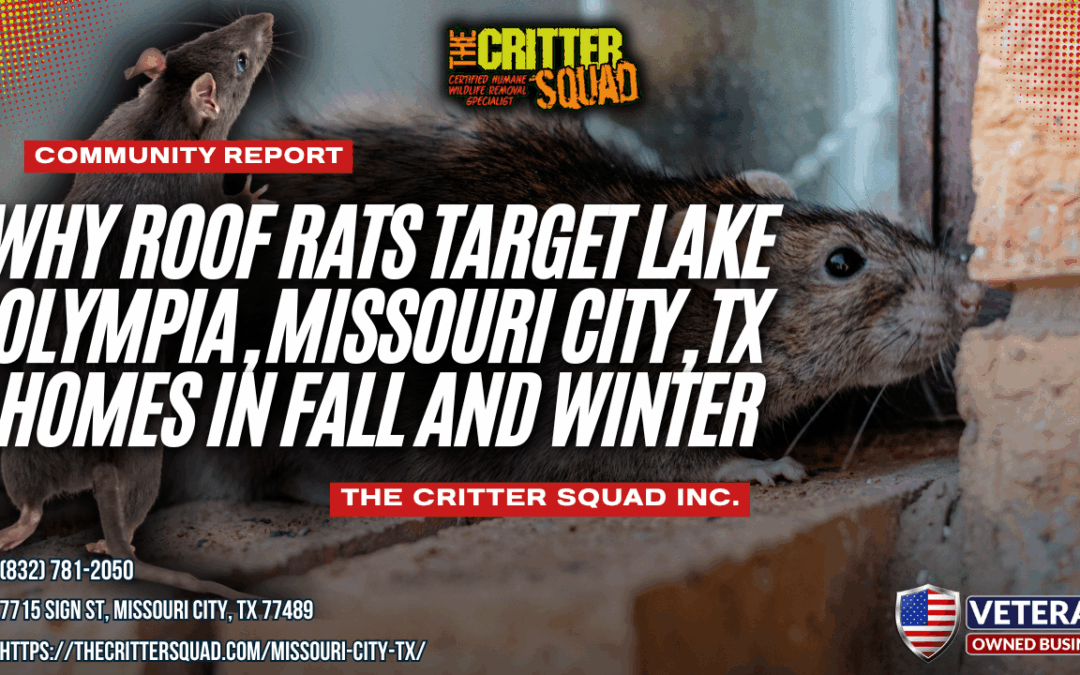 Why Roof Rats Target Lake Olympia, Missouri City, TX Homes in Fall and Winter