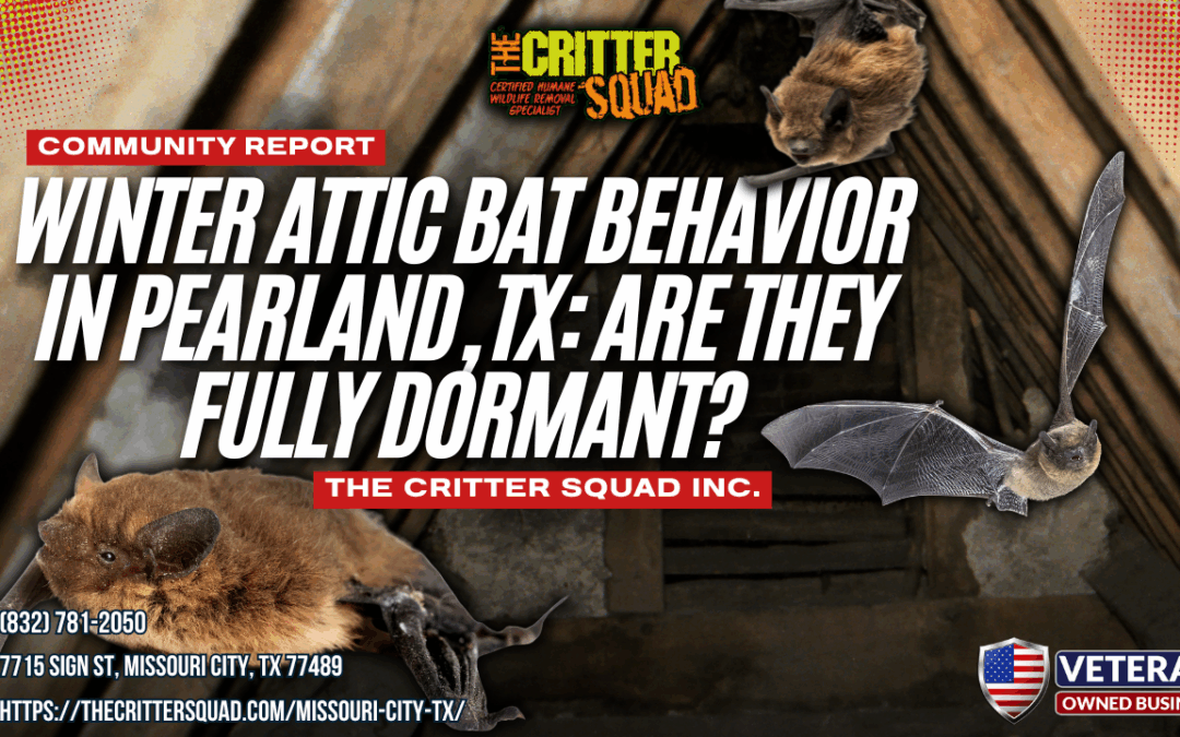 Winter Attic Bat Behavior in Pearland, TX: Are They Fully Dormant?