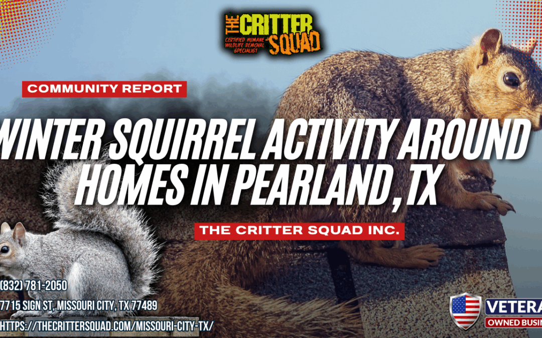 Winter Squirrel Activity Around Homes in Pearland, TX