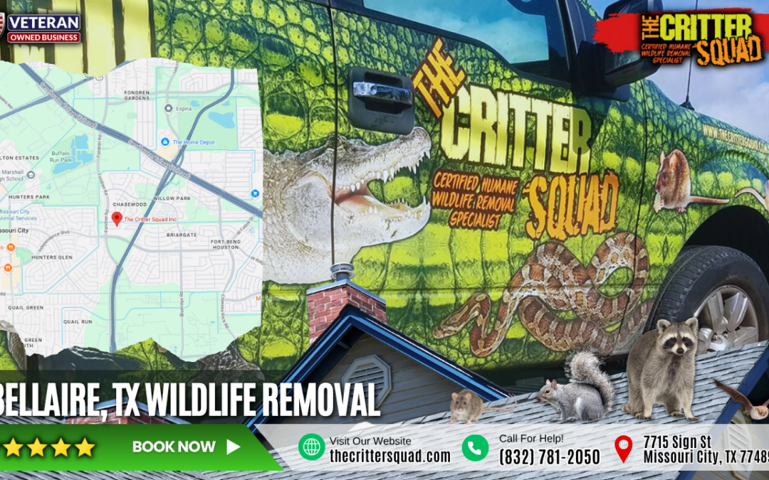 Bellaire Wildlife Removal