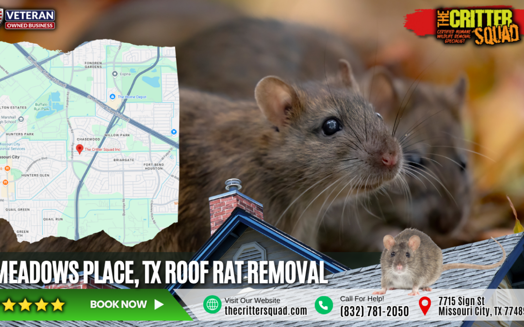 🦇 Meadows Place, TX Wildlife Control