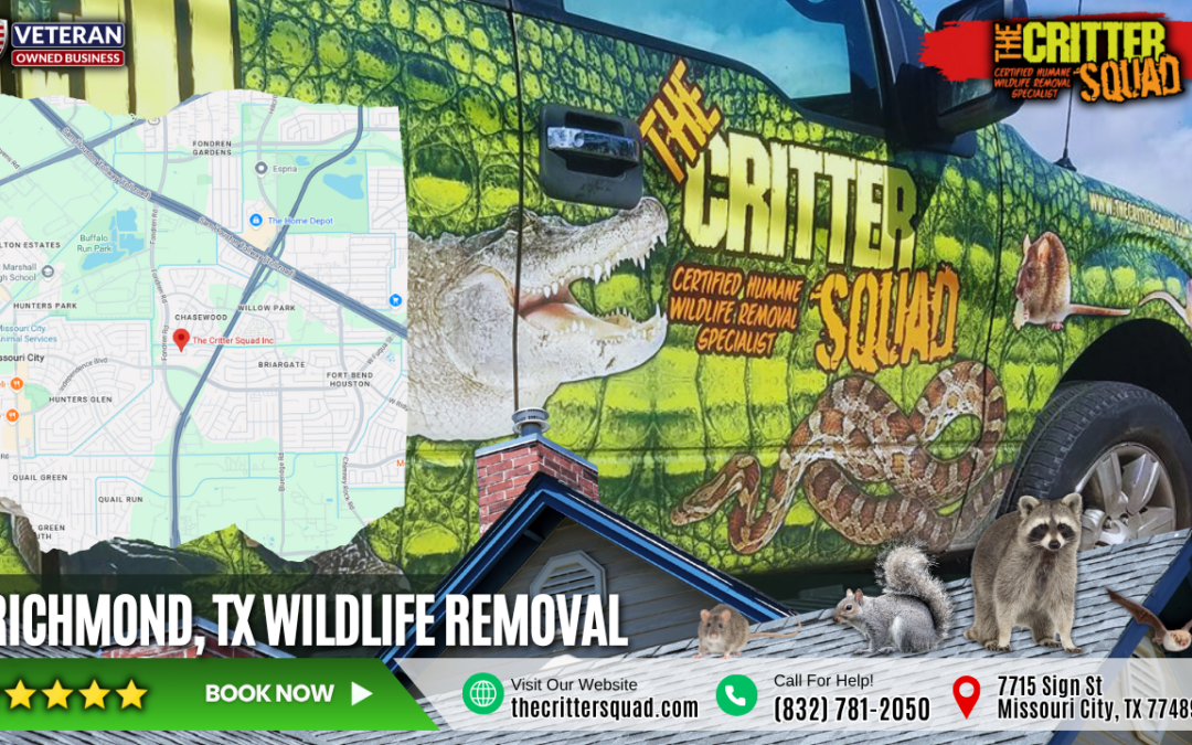 Richmond Wildlife Removal