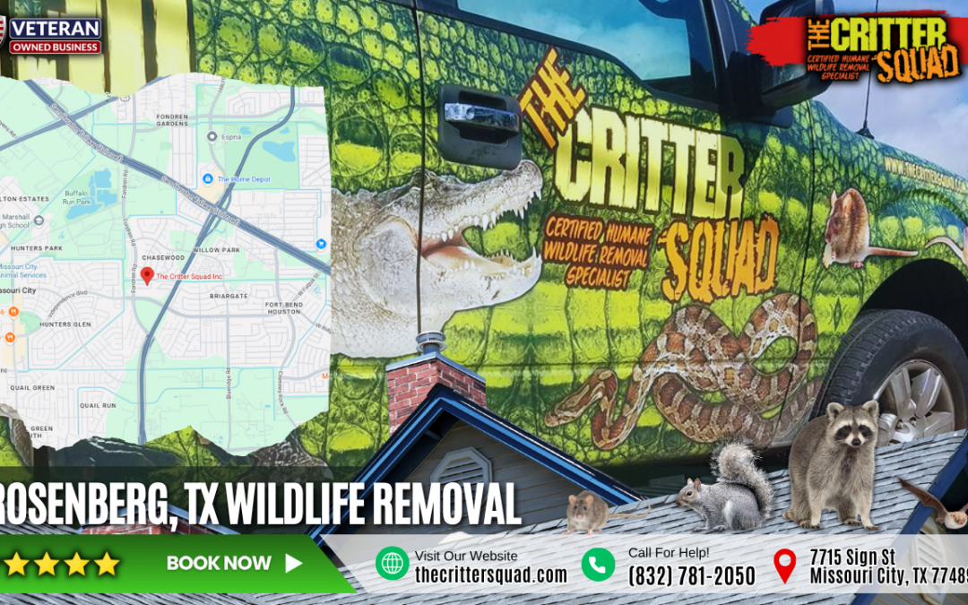 🦇 Rosenberg, TX Wildlife Control