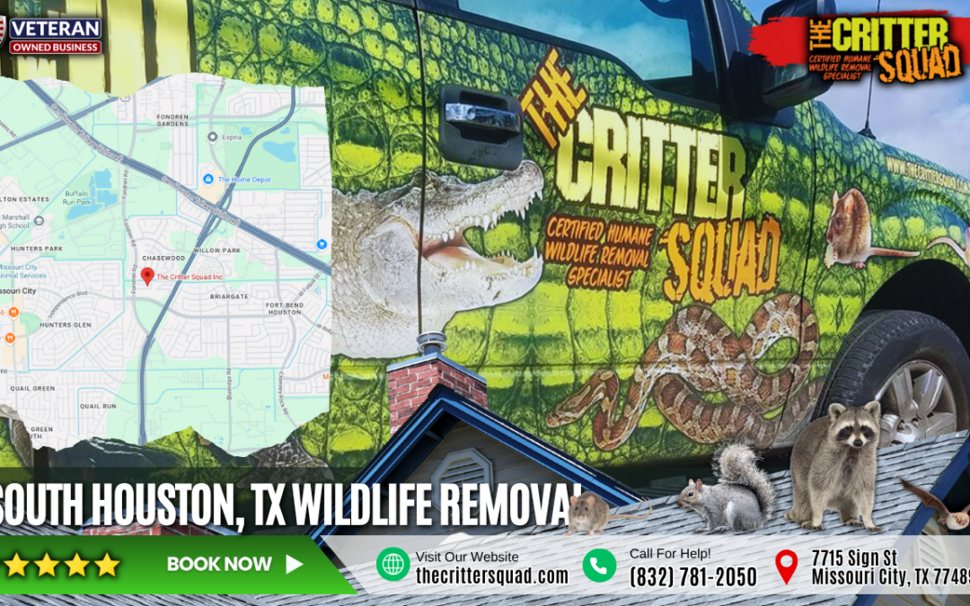 🦇 South Houston, TX Wildlife Control